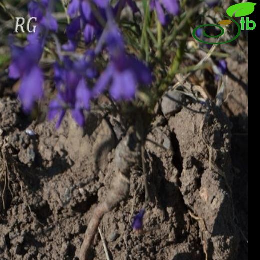 Delphinium consolida