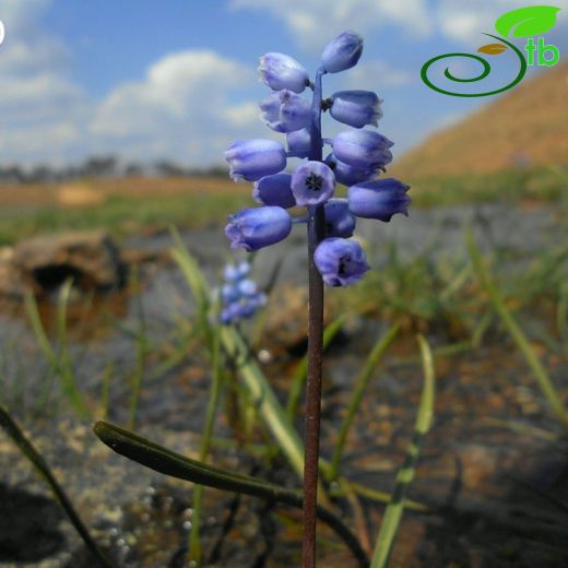 Muscari sandrasicum