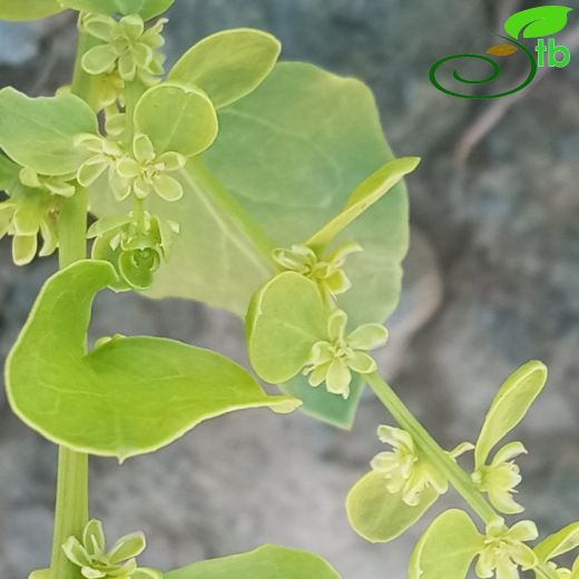 Amaranthaceae-Horozibiğigiller