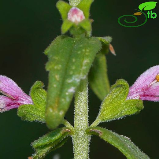 Orobanchaceae-Canavarotugiller