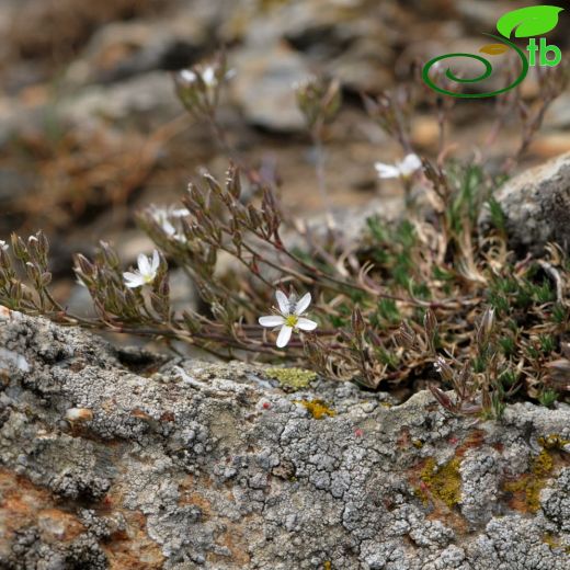 Minuartia juressi