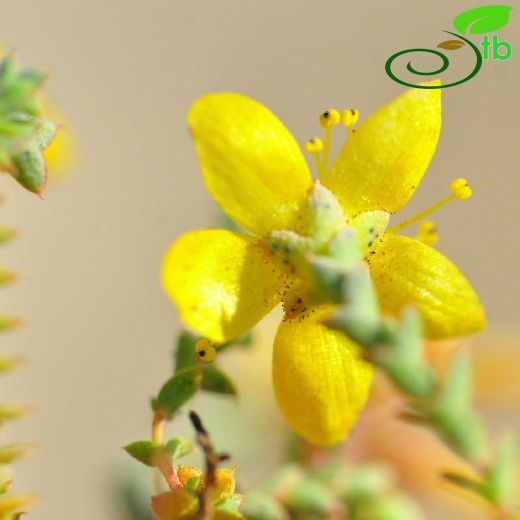 Hypericum imbricatum