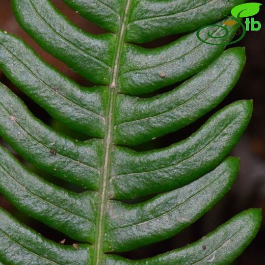 Blechnaceae- Tarakeğreltisigiller
