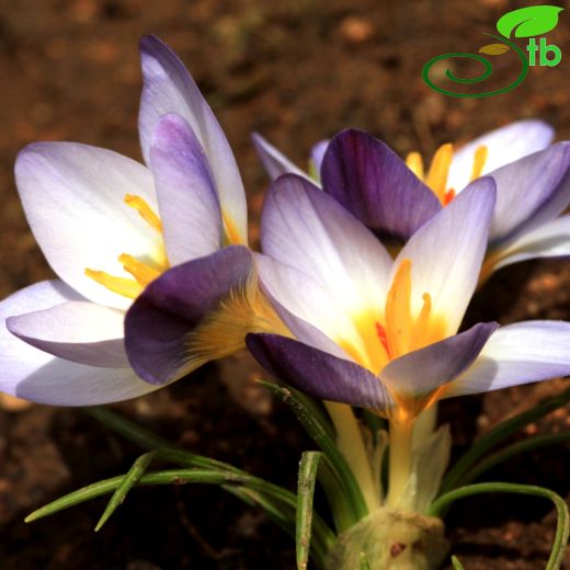 Crocus rechingeri