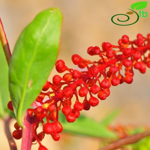 Phytolaccaceae-Şekerciboyasıgiller