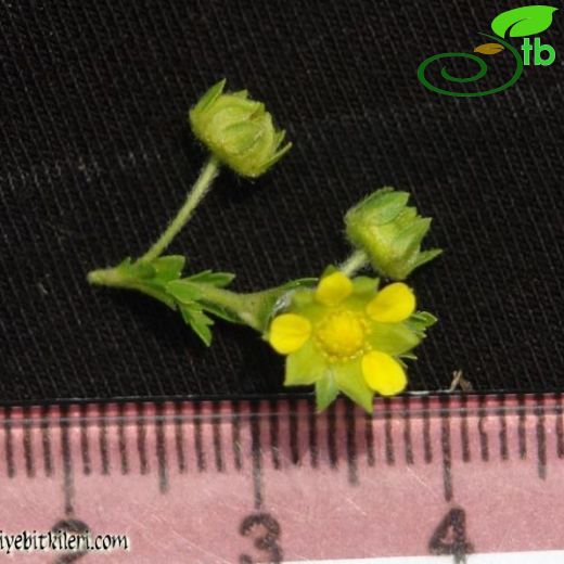 Potentilla supina