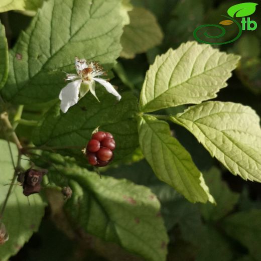 Rubus caesius