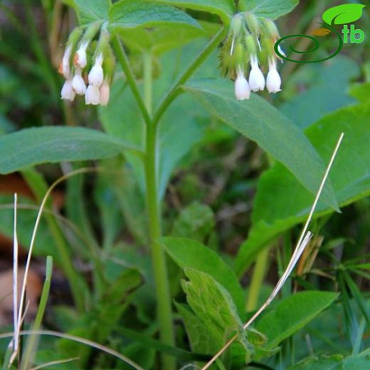 Symphytum brachycalyx