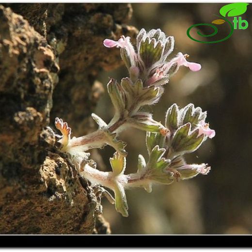 Ajuga vestita