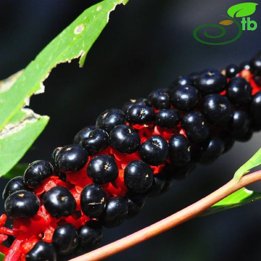 Phytolacca-Şekerciboyası
