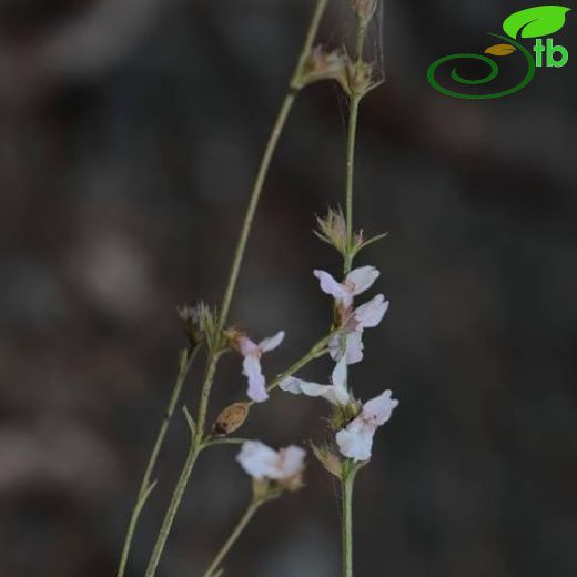 Stachys diversifolia