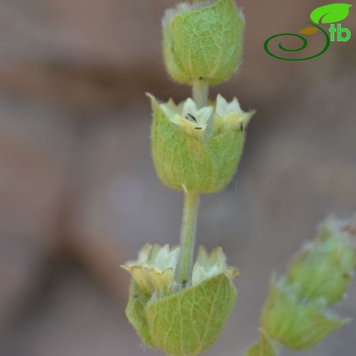 Sideritis dichotoma