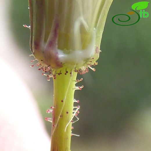 Sonchus-Eşekgevreği