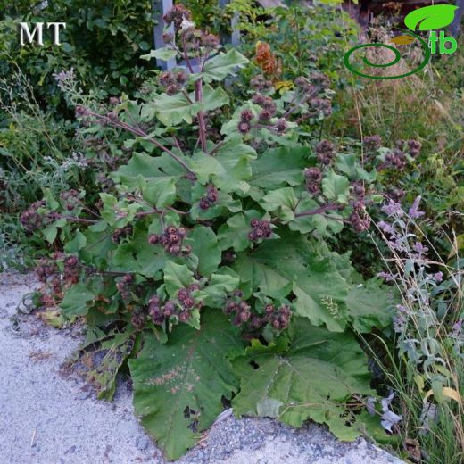 Arctium platylepis