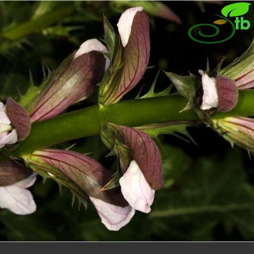 Acanthus mollis