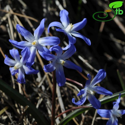 Chionodoxa siehei