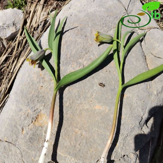 Fritillaria serapiae