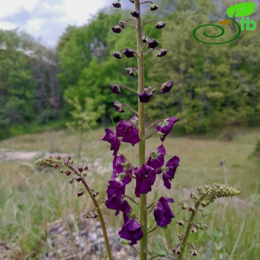 Scrophulariaceae-Sıracaotugiller