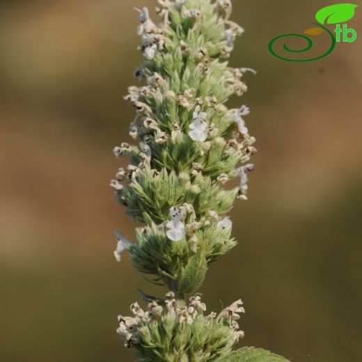 Nepeta viscida