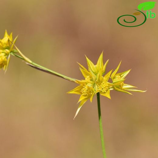 Bupleurum nodiflorum