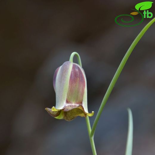 Fritillaria acmopetala