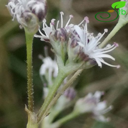 Gypsophila osmangaziensis