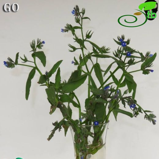 Anchusa pusilla