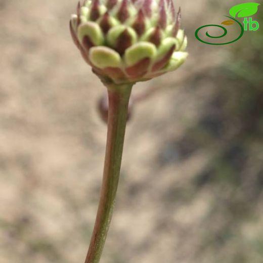 Cephalaria tuteliana