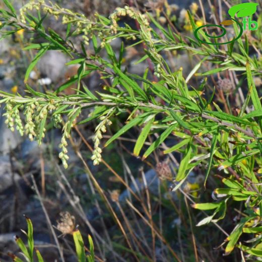 Artemisia vulgaris