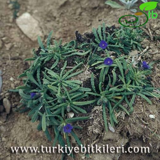 Anchusa cespitosa