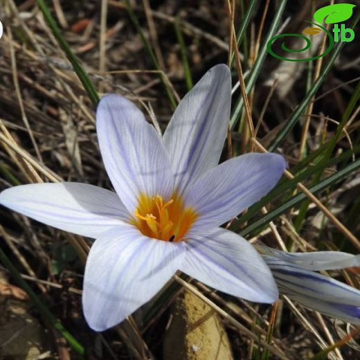 Crocus antalyensis subsp antalyensis