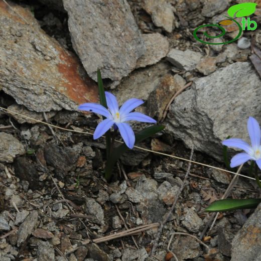 Chionodoxa luciliae