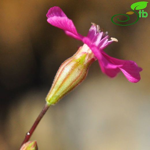 Silene ermenekensis
