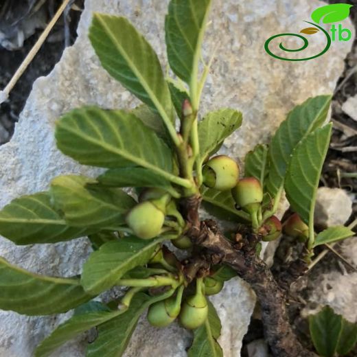 Rhamnaceae-Cehrigiller
