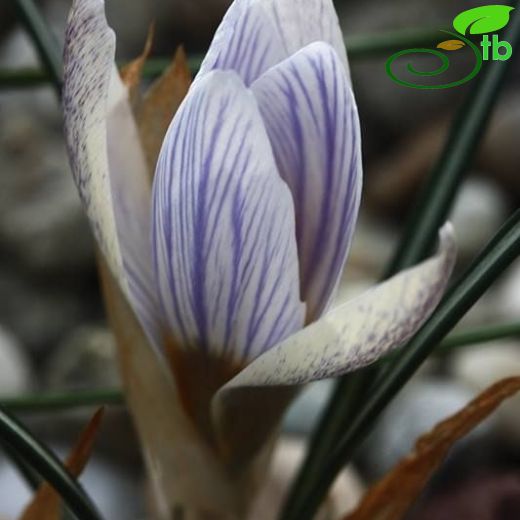 Crocus antalyensis subsp striatus