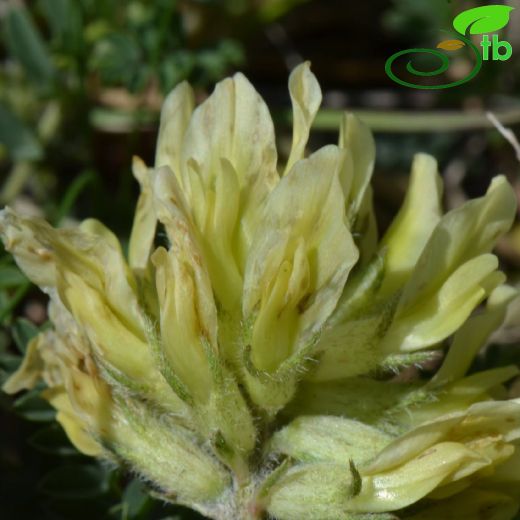 Fabaceae-Baklagiller