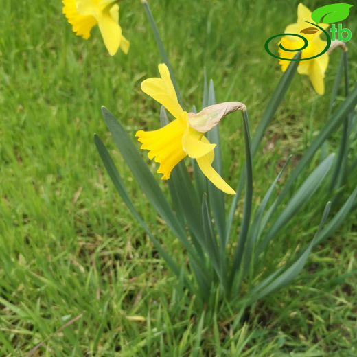 Narcissus-Nergis
