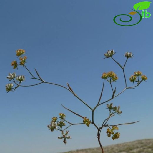 Bupleurum turcicum