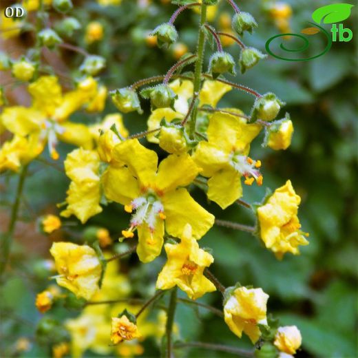 Verbascum luciliae