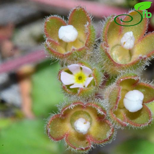 Primulaceae-Çuhaçiçeğigiller