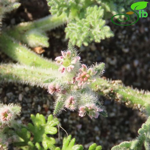 Pseudorlaya pumila