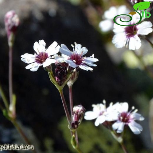 Silene dianthoides