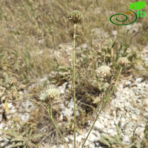 Cephalaria elmaliensis
