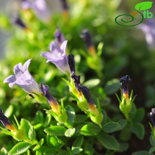 Campanula myrtifolia