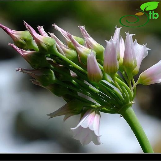 Amaryllidaceae-Nergisgiller