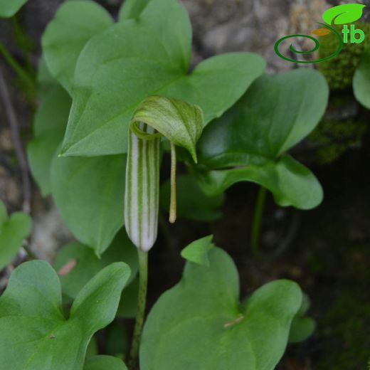 Araceae-Yılanyastığıgiller