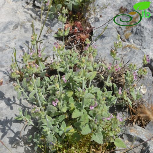 Nepeta phyllochlamys