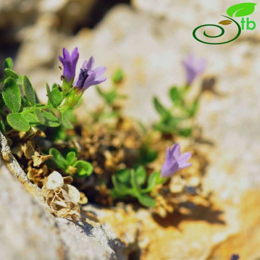 Campanula myrtifolia