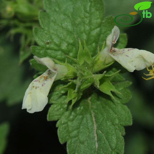 Stachys megalodonta