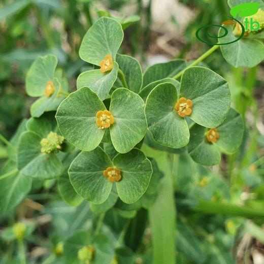 Euphorbiaceae-Sütleğengiller